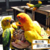 鳥とふれあえるってレベルじゃねーぞ－掛川花鳥園